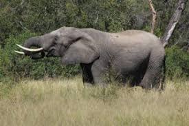 What do African elephants eat