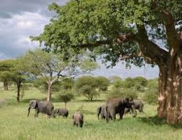What do elephants eat in the forest?