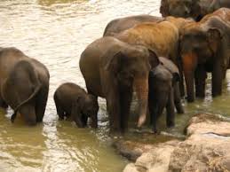 pinnawala_elephant_orphanage
