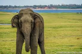 Sri Lankan Elephant Facts