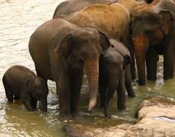 Sri Lankan Elephant Facts
