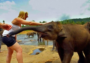 sri lankan elephant facts