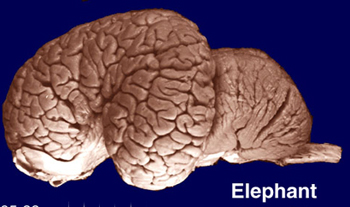 elephant brain